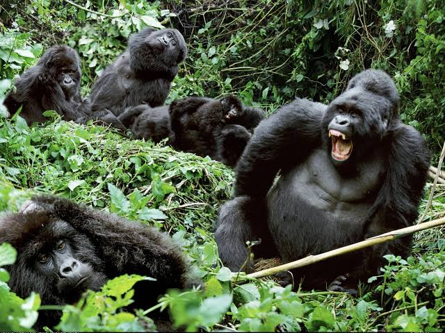 4 Day Bwindi Gorilla Habituation Experience Itinerary and Cost (2026/2027 Guide) 2 4 Day Bwindi Gorilla Habituation Experience Itinerary and Cost (2026/2027 Guide)
