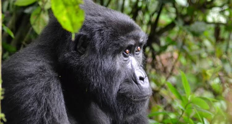 Wildlife researchers and trackers observing a mountain gorilla family during a 4 day Bwindi gorilla habituation experience in Uganda