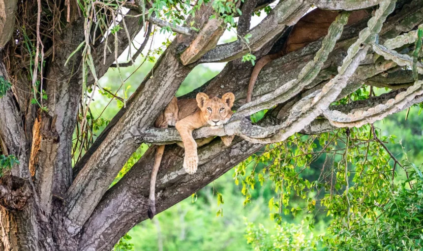 4 Day Queen Elizabeth National Park Tree Climbing Lions Safari Itinerary (2026/2027 Guide)