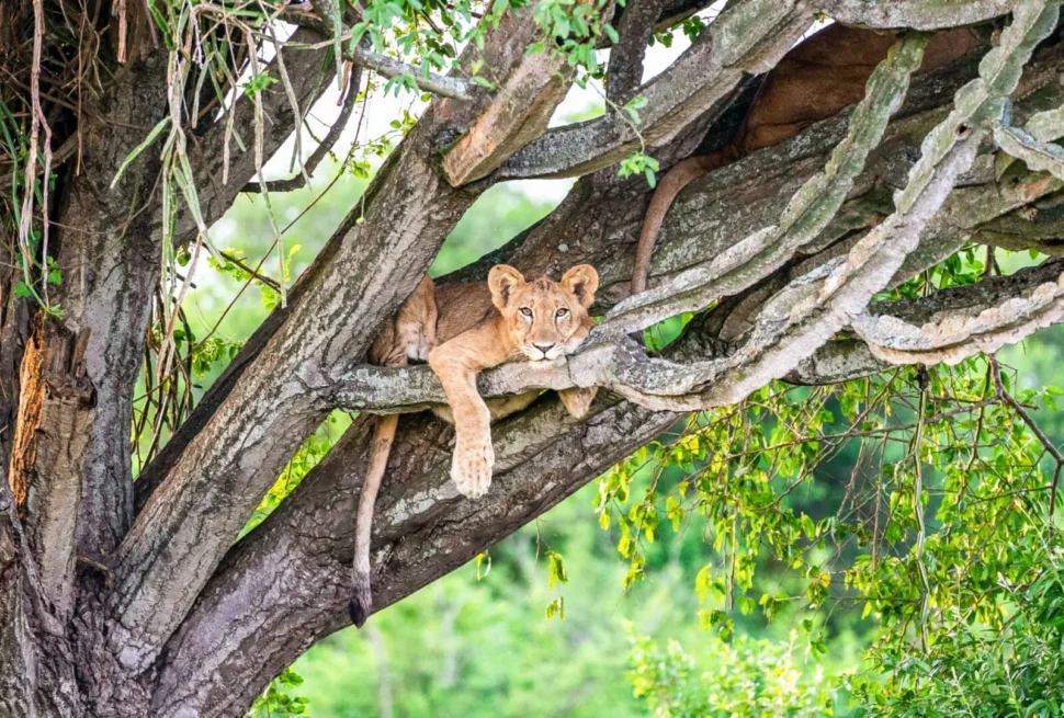 A tree-climbing lion in Ishasha on a 4 day Queen Elizabeth National Park tree climbing lions safari itinerary