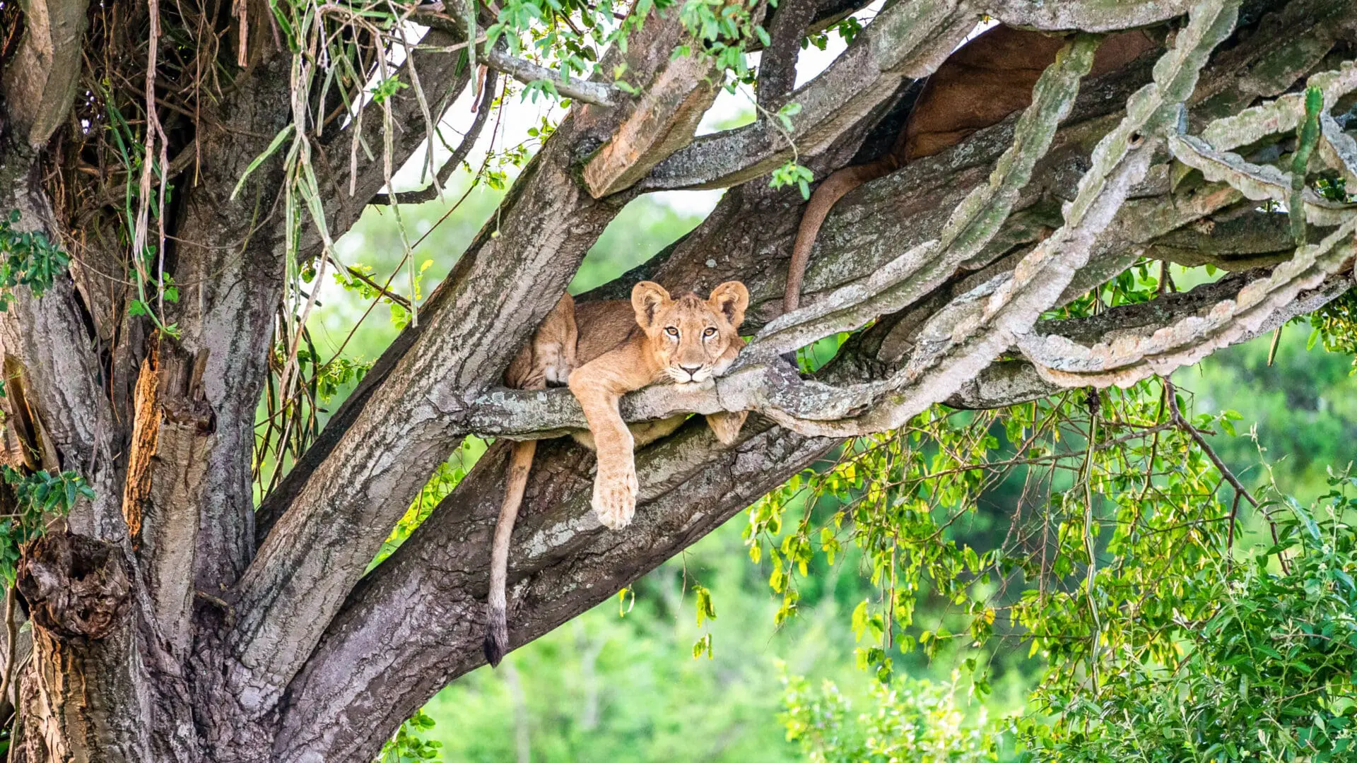 A tree-climbing lion in Ishasha on a 4 day Queen Elizabeth National Park tree climbing lions safari itinerary