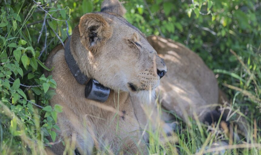 5 Day Queen Elizabeth Crater Lakes and Lion Tracking Research Safari (2026/2027 Guide)
