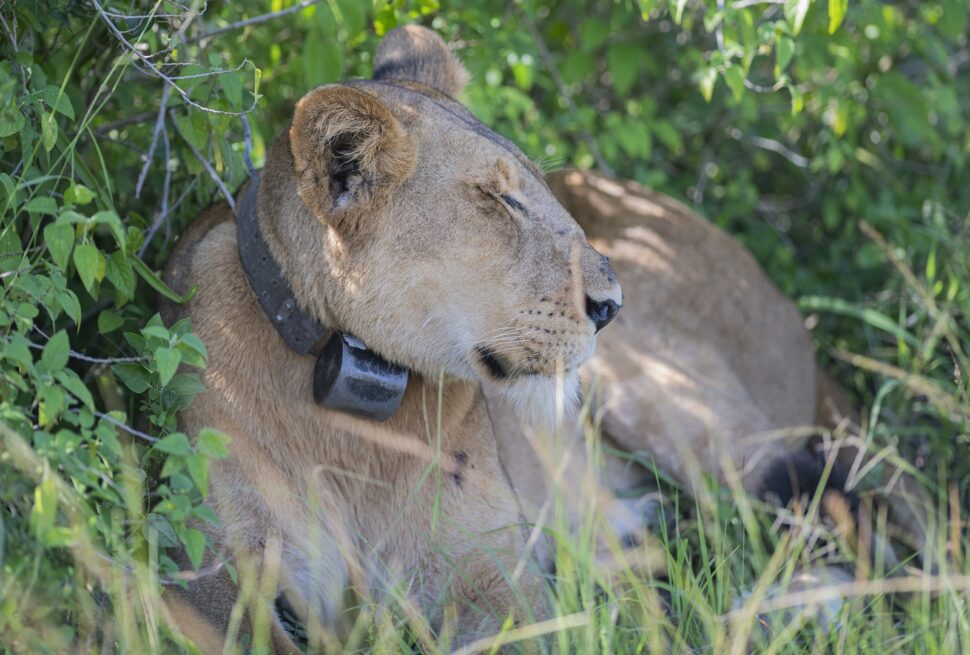 A researcher tracking a collared lion on a 5 day Queen Elizabeth crater lakes and lion tracking research safari