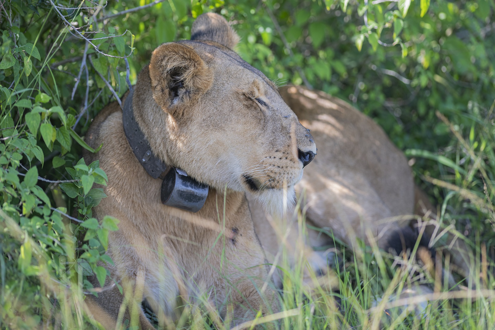 A researcher tracking a collared lion on a 5 day Queen Elizabeth crater lakes and lion tracking research safari