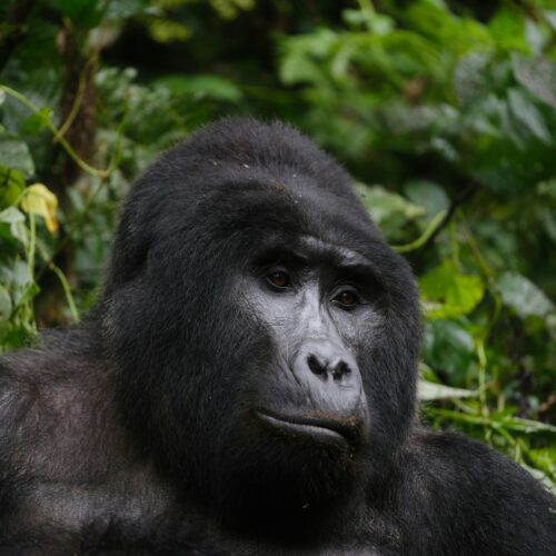 mountain-gorilla-trekking-bwindi-forest