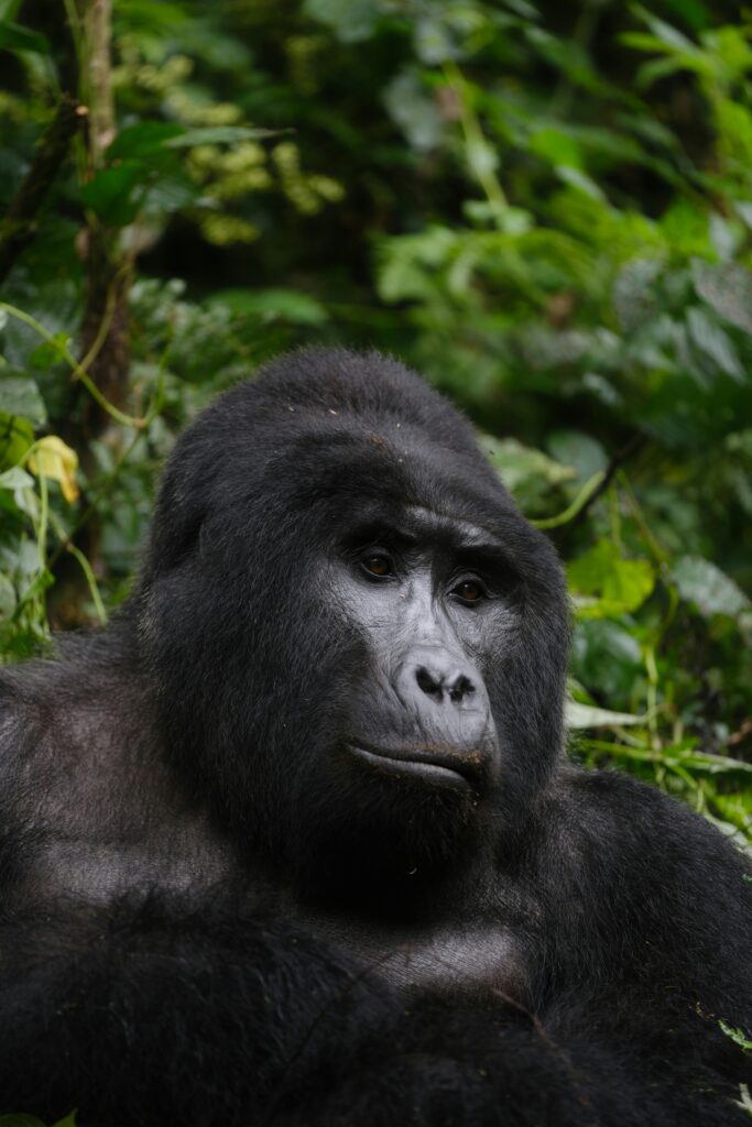 mountain-gorilla-trekking-bwindi-forest