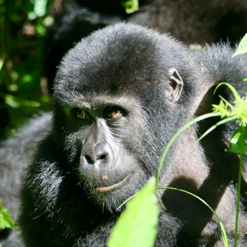 5-Day Uganda Adventure