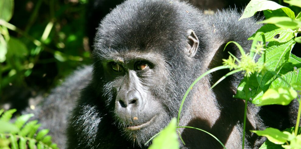 5-Day Uganda Adventure