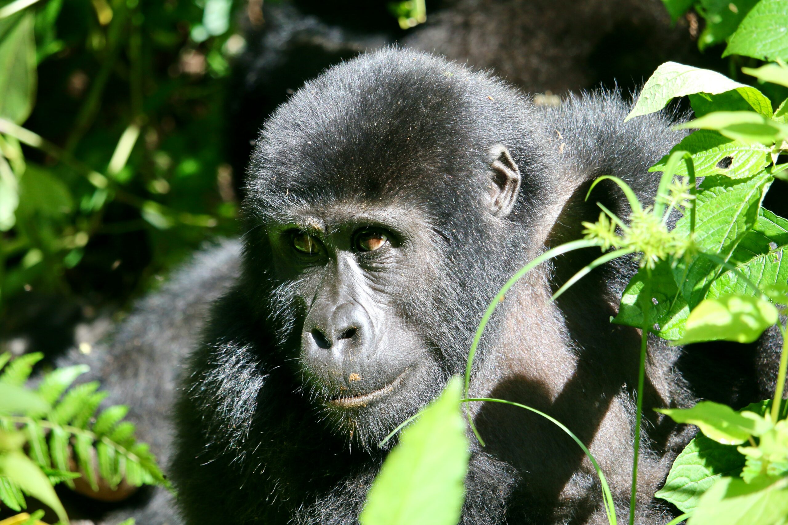 5-Day Uganda Adventure