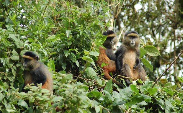 A golden chimp Mgahinga Gorilla National Park on a 5 day Uganda gorilla trekking and golden monkey tracking Mgahinga safari