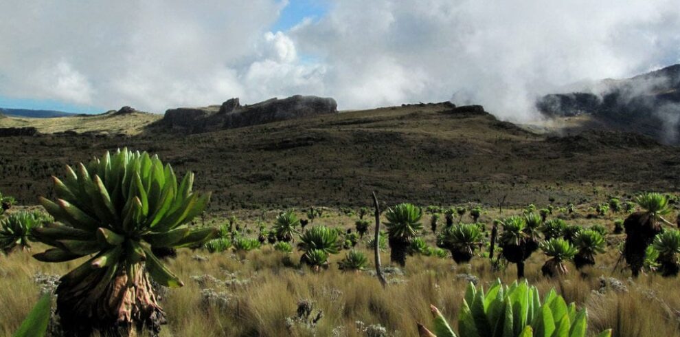 5 Days Hiking Mt. Elgon to the Highest Peak - Afraeka Adventures