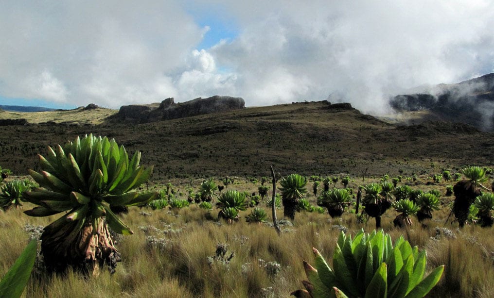 5 Days Hiking Mt. Elgon to the Highest Peak - Afraeka Adventures