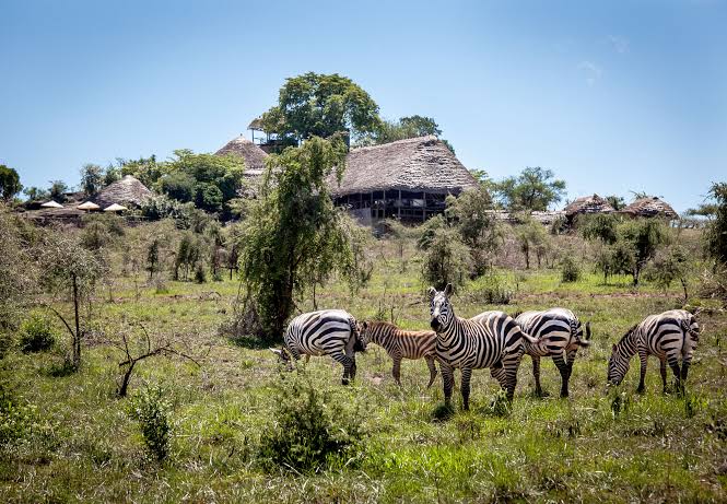 5 Star Safari Lodges Uganda: Top Luxury Accommodations for Discerning Travelers (2026/2027 Guide) 5 Apoka Safari Lodge, a remote 5 star safari lodge in Uganda's Kidepo Valley National Park