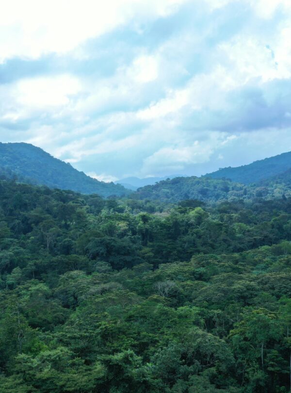 5-day-uganda-gorilla-safari-tour