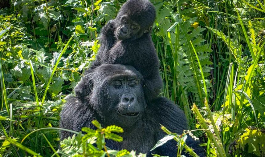 6 Day Bwindi and Queen Elizabeth National Park Safari Itinerary (2026/2027 Guide)