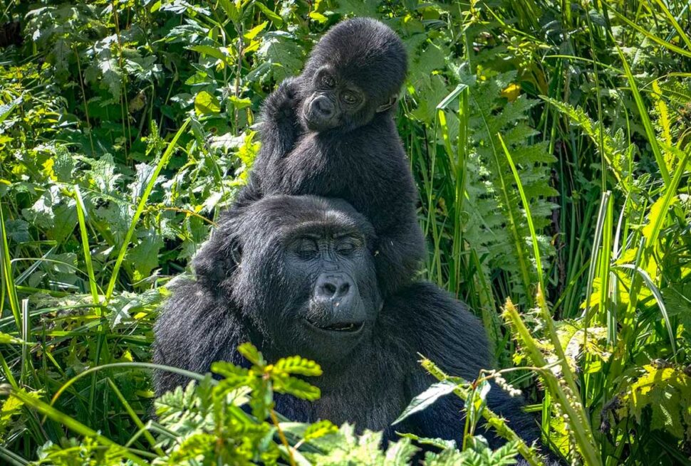 A mountain gorilla in Bwindi on a 6 day Bwindi and Queen Elizabeth National Park safari itinerary