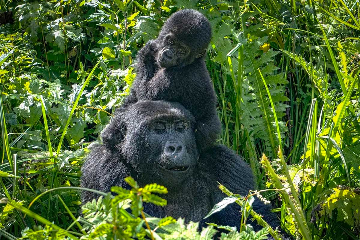 A mountain gorilla in Bwindi on a 6 day Bwindi and Queen Elizabeth National Park safari itinerary