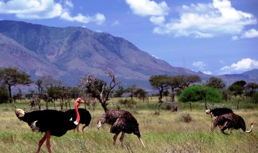 6 Day Kidepo Valley National Park Remote Wildlife Safari Itinerary (2026/2027 Guide)