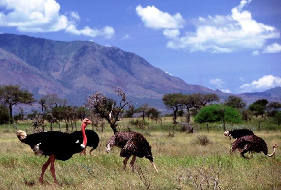 The dramatic landscape of Kidepo Valley National Park on a 6 day Kidepo Valley National Park remote wildlife safari itinerary