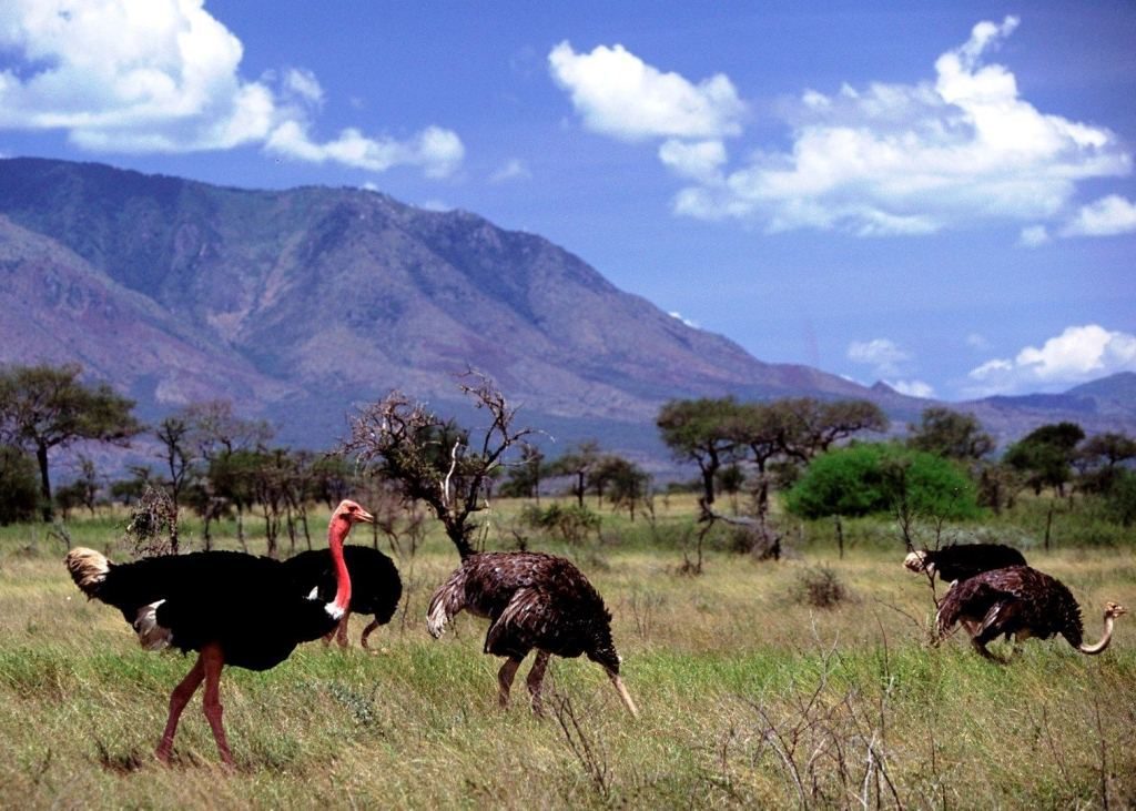 The dramatic landscape of Kidepo Valley National Park on a 6 day Kidepo Valley National Park remote wildlife safari itinerary