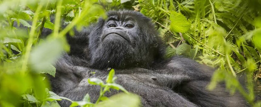 6 Day Wheelchair Accessible Gorilla Trekking Safari Uganda Itinerary (2026/2027 Guide)