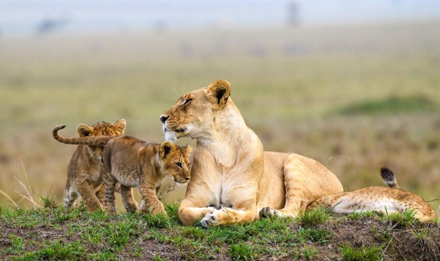 7 day classic Uganda Big Five safari Murchison Falls Ziwa and Queen Elizabeth
