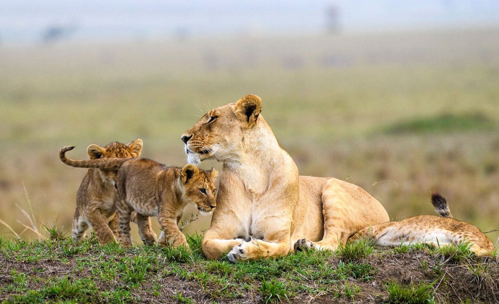 A lion in Queen Elizabeth National Park on a 7 day classic Uganda Big Five safari Murchison Falls Ziwa and Queen Elizabeth