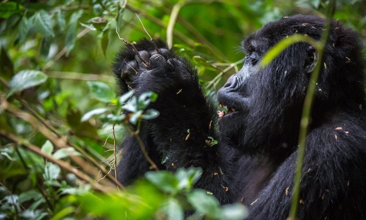 A couple observing mountain gorillas on a 7 day luxury honeymoon safari Uganda with private plunge pool lodges