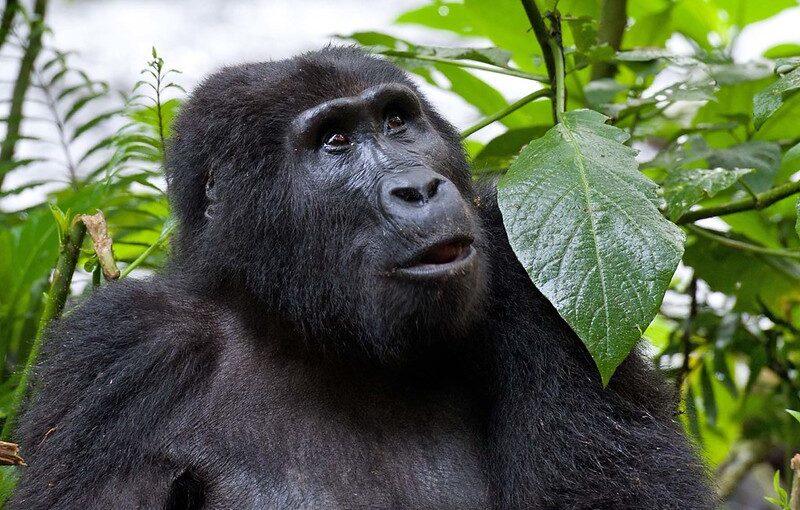 7 Day Luxury Honeymoon Safari Uganda with Private Plunge Pool Lodges (2026/2027 Guide)