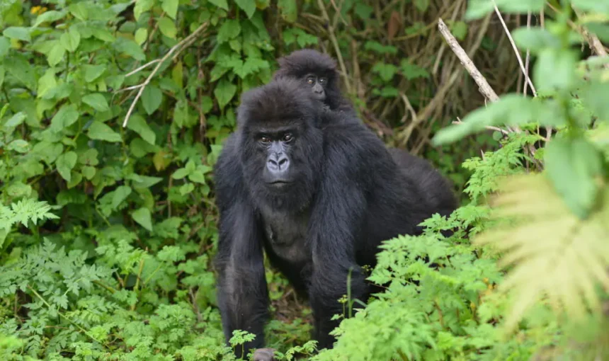 7 Day Uganda Primate Safari Bwindi Gorillas Kibale Chimpanzees (2026/2027 Guide)