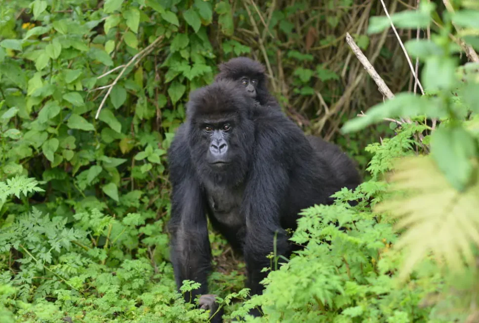 Mountain gorilla and chimpanzee on a 7 day Uganda primate safari Bwindi gorillas Kibale chimpanzees