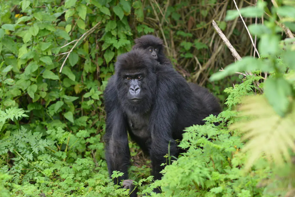Mountain gorilla and chimpanzee on a 7 day Uganda primate safari Bwindi gorillas Kibale chimpanzees