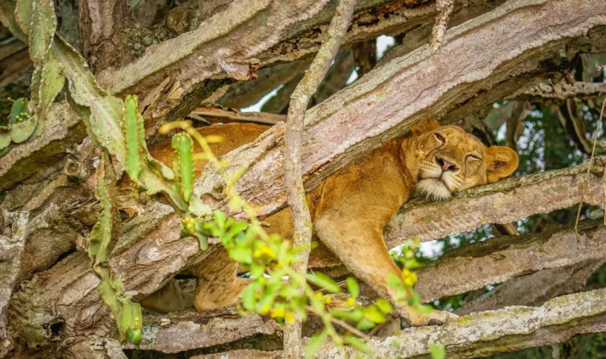7 Day Uganda Savannah Safari: Queen Elizabeth, Ishasha & Lake Mburo (2026/2027 Guide)