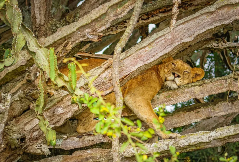 A tree-climbing lion in Ishasha on a 7 day Uganda savannah safari Queen Elizabeth Ishasha and Lake Mburo