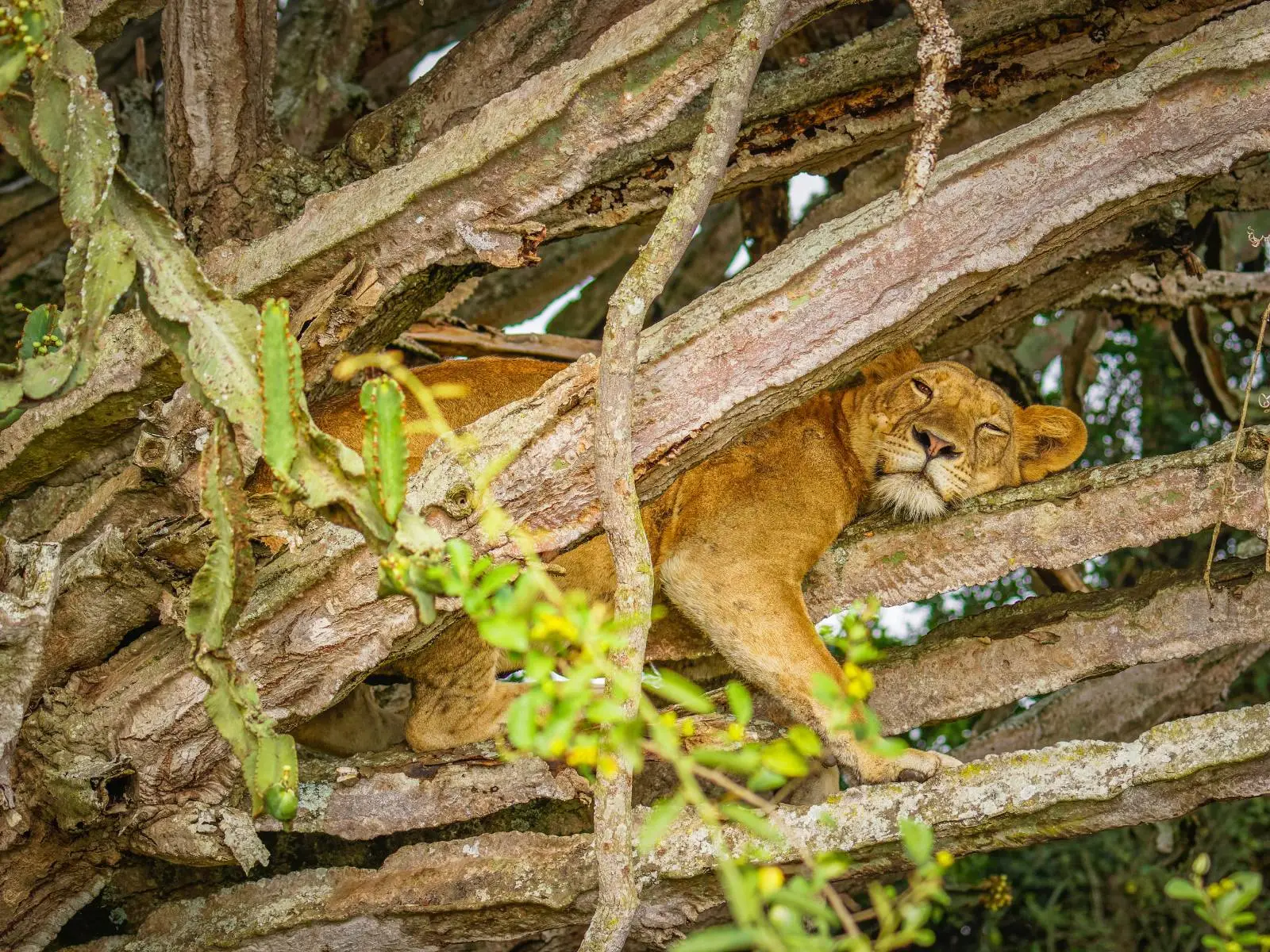 A tree-climbing lion in Ishasha on a 7 day Uganda savannah safari Queen Elizabeth Ishasha and Lake Mburo