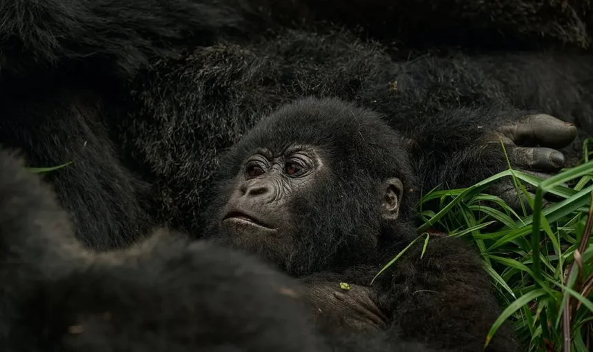 8 Day Uganda Photography Safari: Big Five and Primate Package (2026/2027 Guide) 1 8 Day Uganda Photography Safari: Big Five and Primate Package (2026/2027 Guide)