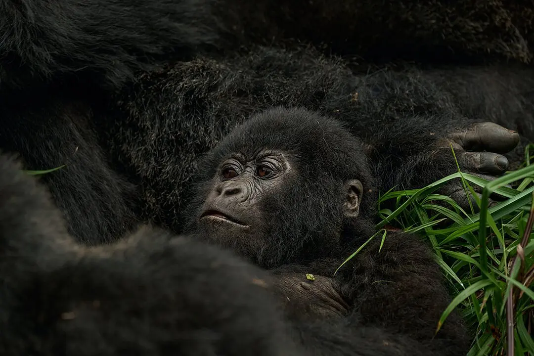 A photographer capturing a mountain gorilla on an 8 day Uganda photography safari Big Five and primate package
