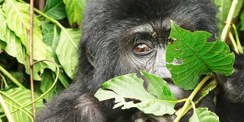 A mountain gorilla in Bwindi on an 8 day Uganda wildlife and gorilla trekking tour package with luxury lodges