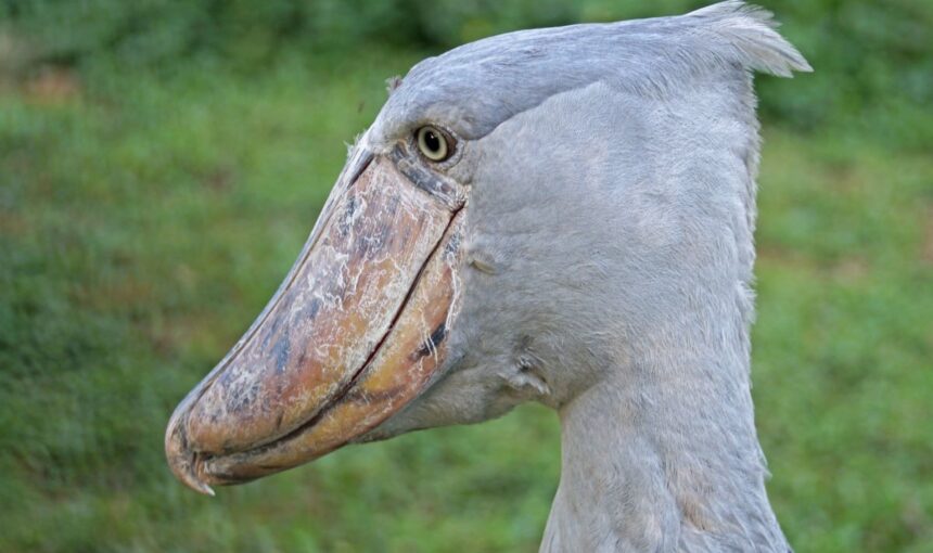 9 Day Uganda Birding Safari Itinerary: Mabamba, Murchison, Kibale & Bwindi (2026/2027 Guide)