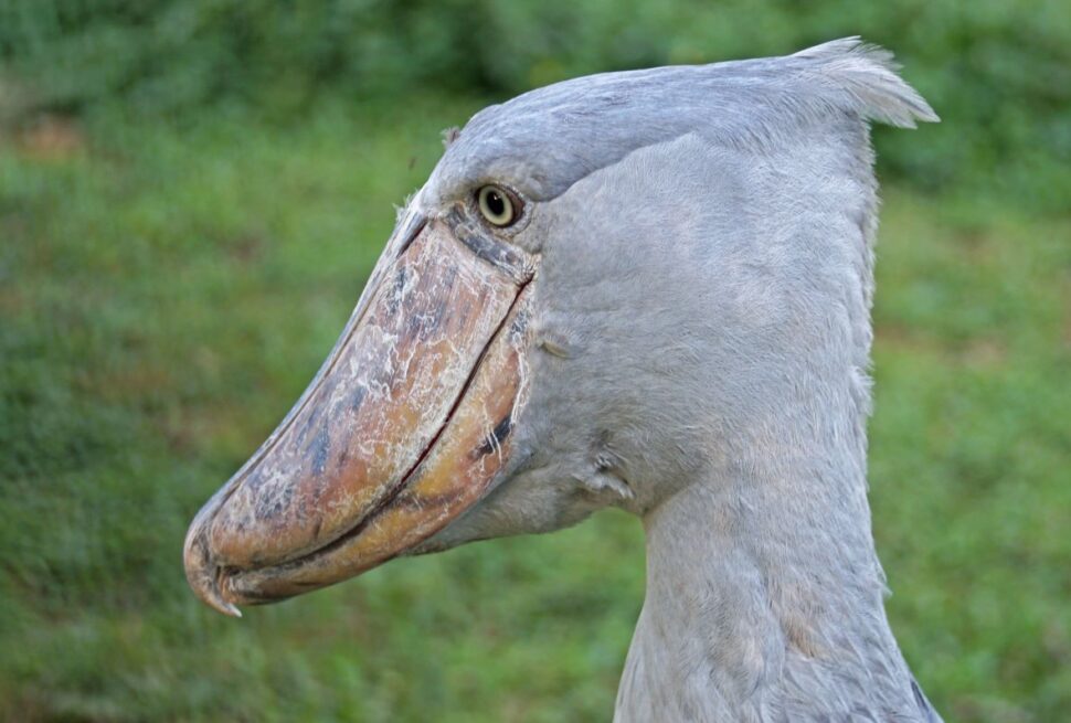 The iconic Shoebill in Mabamba Swamp on a 9 day Uganda birding safari itinerary Mabamba Murchison Kibale Bwindi