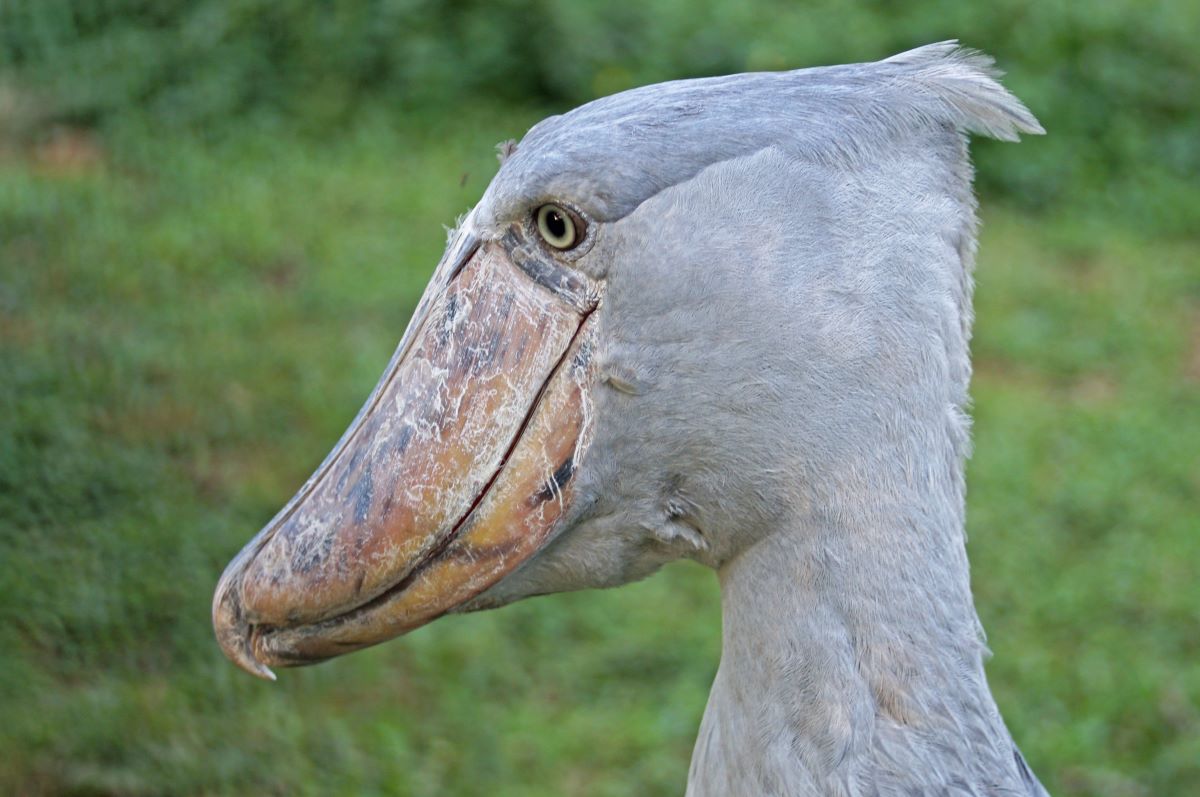The iconic Shoebill in Mabamba Swamp on a 9 day Uganda birding safari itinerary Mabamba Murchison Kibale Bwindi