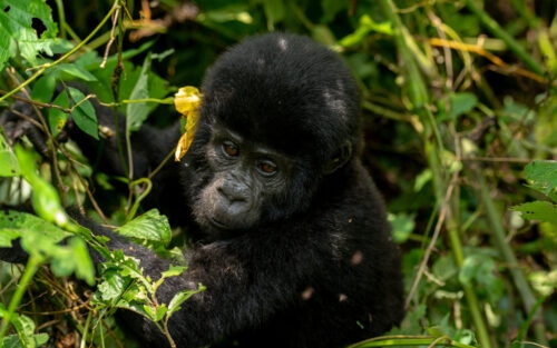 An accessible 4x4 vehicle with a ramp for a 6 day wheelchair accessible gorilla trekking safari Uganda itinerary