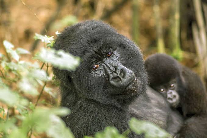A fast-action shot of a mountain gorilla, demonstrating why the best camera lens for gorilla photography in Bwindi needs fast autofocus