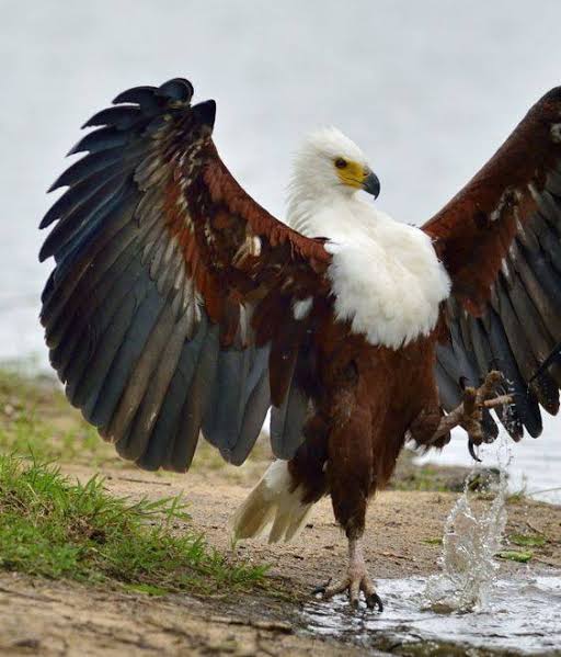 An African Fish Eagle, one of the many bird species seen on a Queen Elizabeth National Park safari