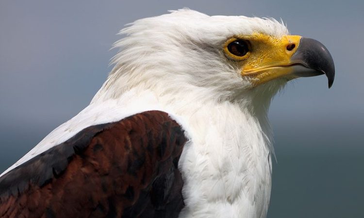 An African Fish Eagle on a Uganda birding tour at Murchison Falls National Park