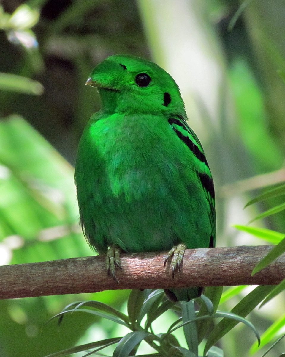The African Green Broadbill in Kibale Forest on a 9 day Uganda birding safari itinerary Mabamba Murchison Kibale Bwindi