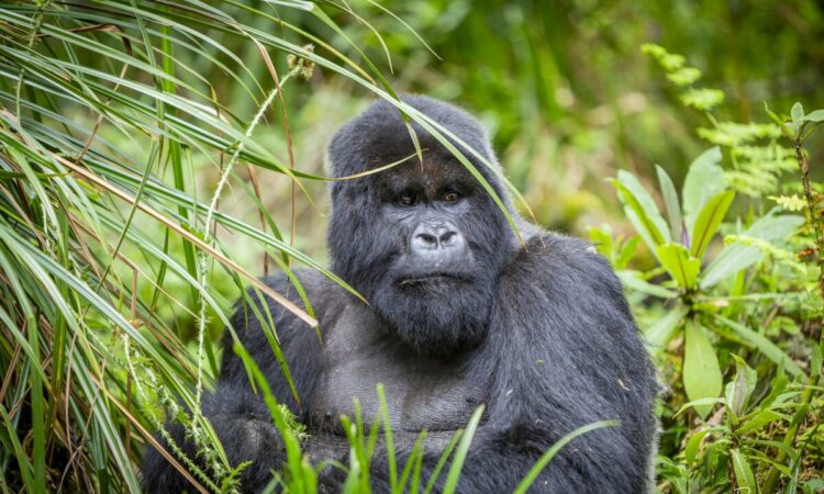 Best Bwindi Gorilla Sector Guide: Which Part of the Forest Is Right for You? (2026/2027)