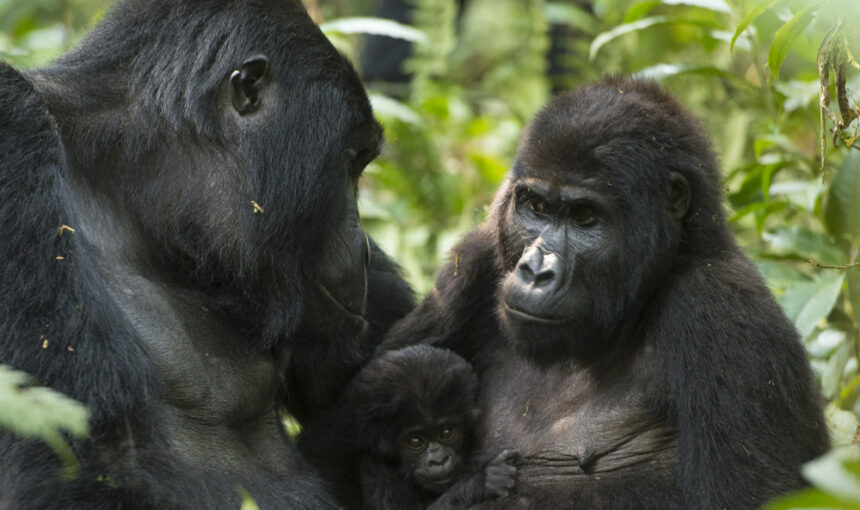 Best Camera Lens for Gorilla Photography in Bwindi: Expert Guide for Wildlife Photographers (2026/2027)