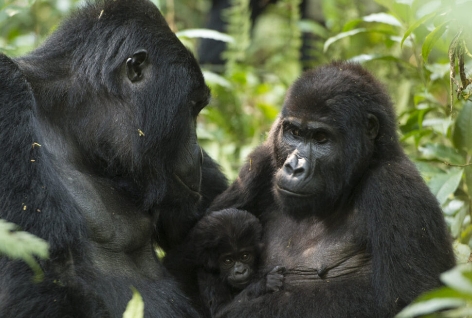 A wildlife photographer capturing images of a mountain gorilla in Bwindi, showcasing the best camera lens for gorilla photography in Bwindi