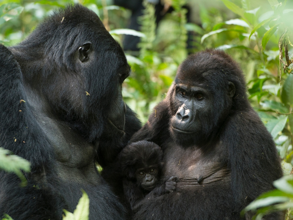 A wildlife photographer capturing images of a mountain gorilla in Bwindi, showcasing the best camera lens for gorilla photography in Bwindi